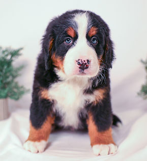 Bernese Mountain Dog Puppy