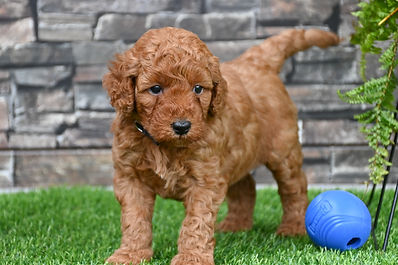 F1B Mini Goldendoodle