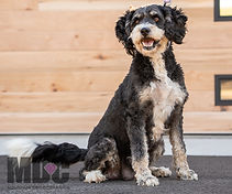 F1b Mini Bernedoodle