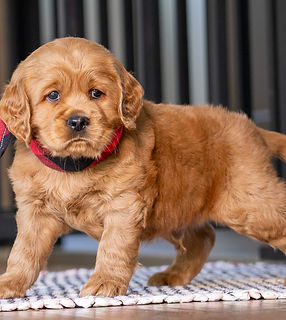 Mini Golden Retriever Puppy