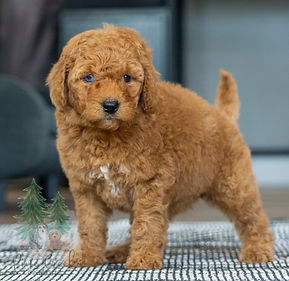 Mini Goldendoodle Puppy