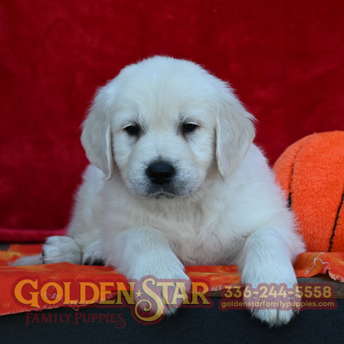 English Cream Golden Retriever
