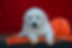 English Cream Golden Retriever
