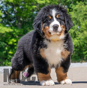Bernese Mountain Dog