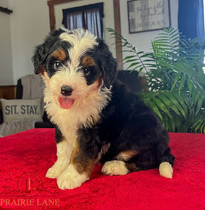 Mini Bernedoodle Puppy