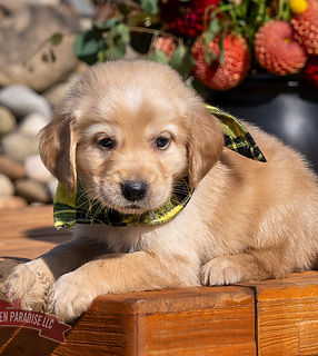 Mini Golden Retriever Puppy