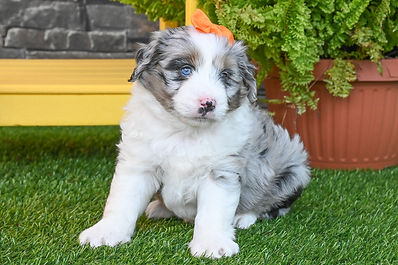 F1 Mini Aussiedoodle