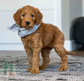 Mini Goldendoodle Puppy