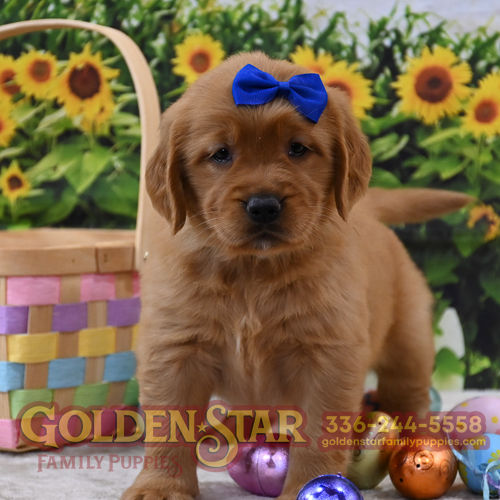 Golden Retriever