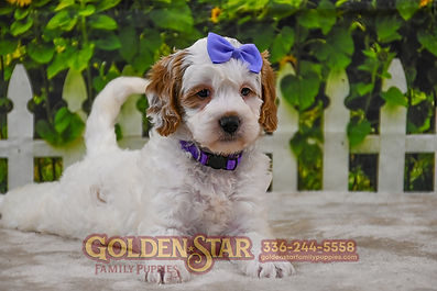 F1b Mini Goldendoodle