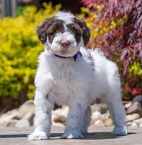 Portuguese Water Dog Puppy
