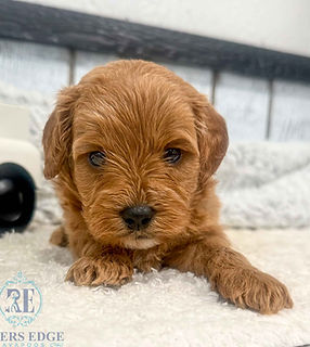 Cavapoo Puppy
