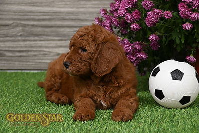 F1B Mini Goldendoodle