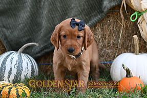 Golden Irish Retriever Puppy