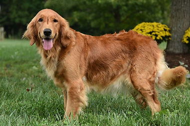 Golden Retriever