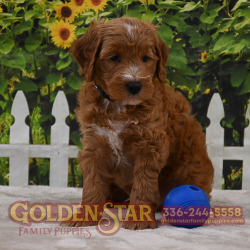 F1b Mini Goldendoodle