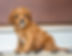 Cavapoo Puppy