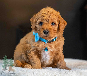 Mini Goldendoodle Puppy