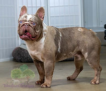 Nora - Goldenretrever-2.jpg