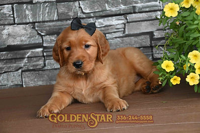 Golden Irish Retriever