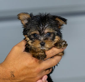 Yorkie Puppy