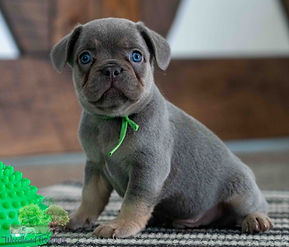 French Bulldog