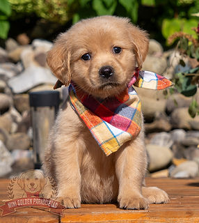 Mini Golden Retriever Puppy