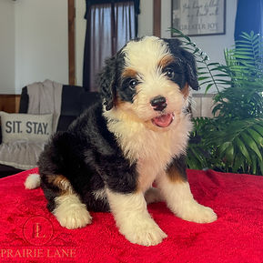 Mini Bernedoodle Puppy