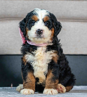 Mini Bernedoodle Puppy