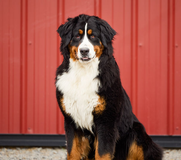 Puppy Portrait