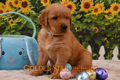 Golden Retriever