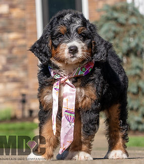 F1 Mini Bernedoodle