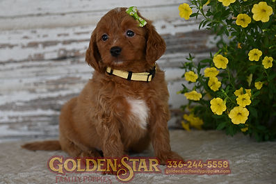 F1 Mini Goldendoodle