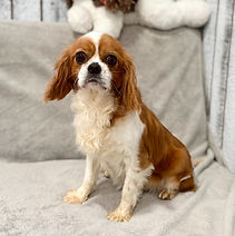 Nora - Goldenretrever-2.jpg