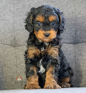 Cavapoo Puppy