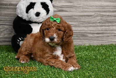 F1B Mini Goldendoodle