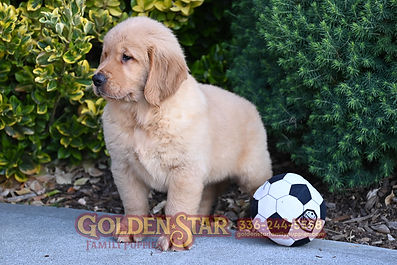 Golden Retriever