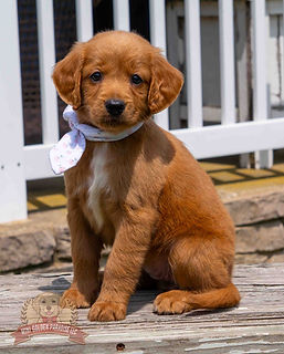 Mini Golden Retriever Puppy