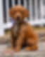 Mini Golden Retriever Puppy