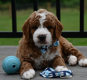 F1b Mini Goldendoodle