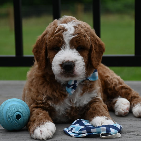 F1b Mini Goldendoodle