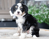 F1B Mini Bernedoodle