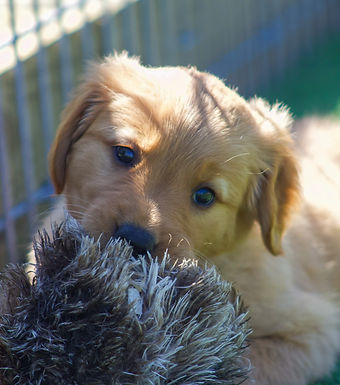 Puppy Portrait
