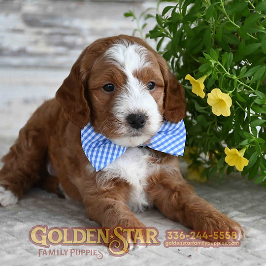 F1b Mini Goldendoodle