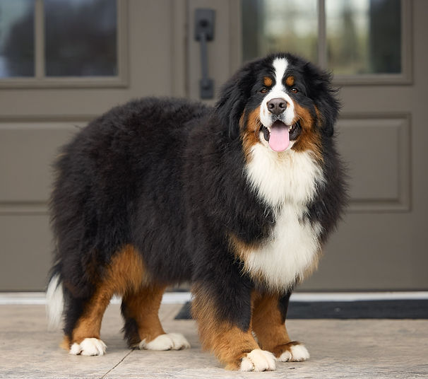 Puppy Portrait