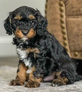 Cavapoo Puppy