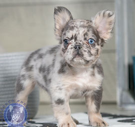 Top frenchie dog puppies for sale Outlet