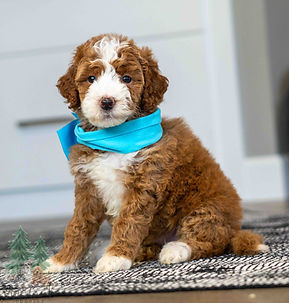 Mini Goldendoodle Puppy