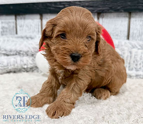 Cavapoo Puppy