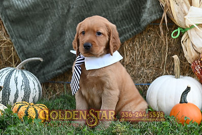 Golden Irish Retriever